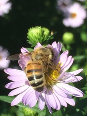 Apis mellifera