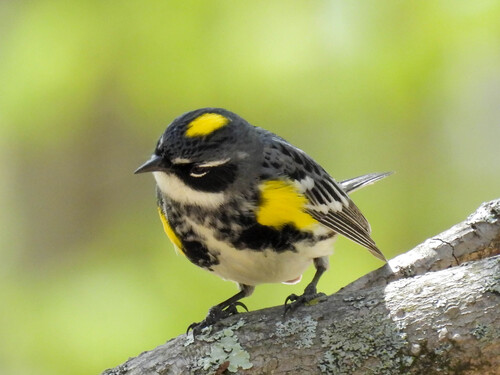 Myrtle Warbler photographed in Massachusetts