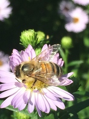 Apis mellifera