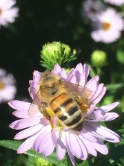 Apis mellifera