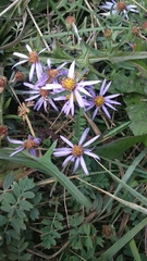 Galatella dahurica