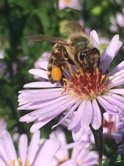 Apis mellifera
