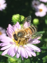 Apis mellifera