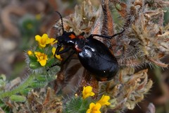 Lytta sublaevis