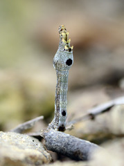 Plesiomorpha flaviceps