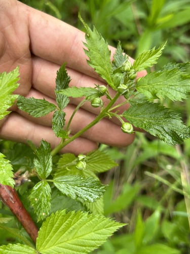 Sharp-toothed Blackberry (Rubus acridens)