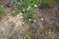 Metalasia pulchella