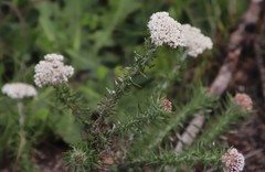 Metalasia pulchella