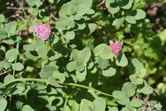 Spiraea splendens splendens