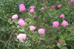 Spiraea splendens splendens