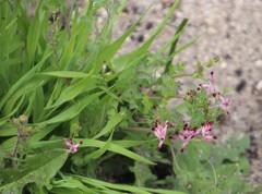 Fumaria muralis muralis