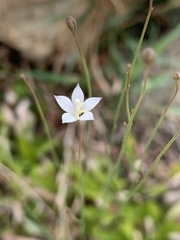 Wahlenbergia virgata