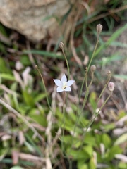Wahlenbergia virgata