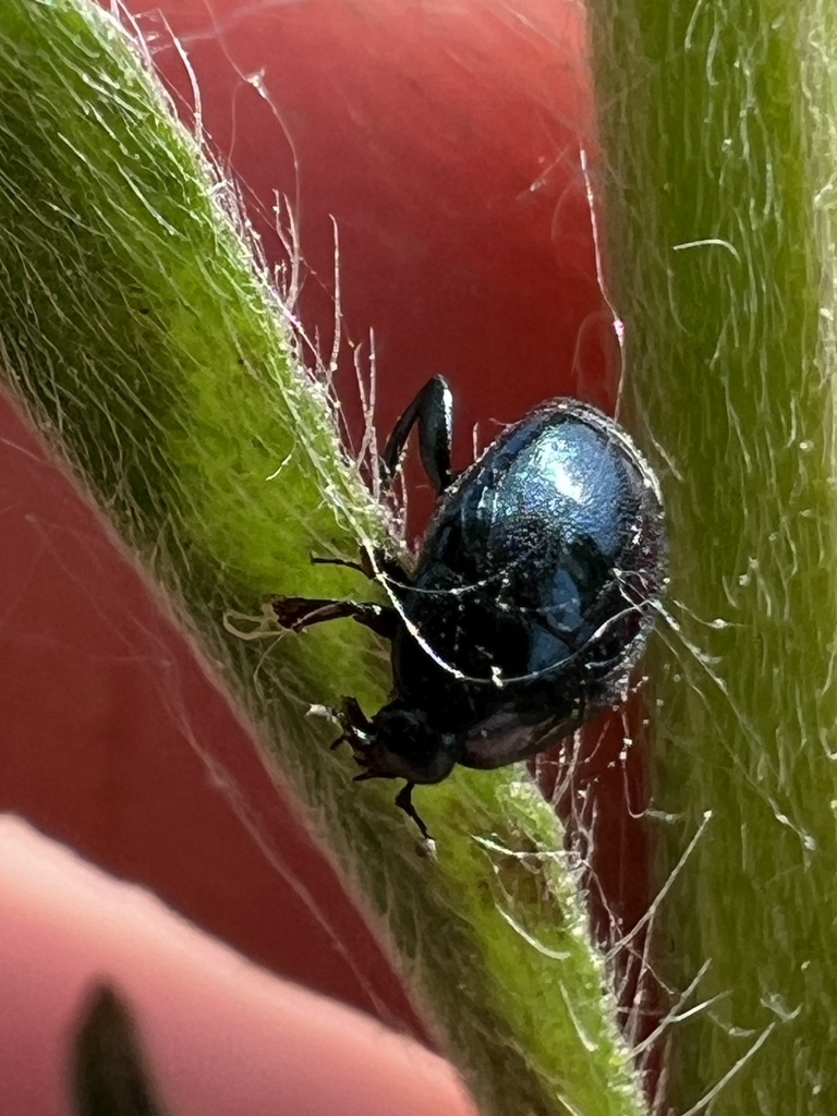 Saprinus virescens