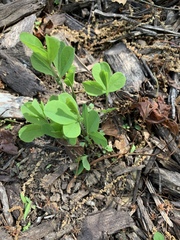 Baptisia australis