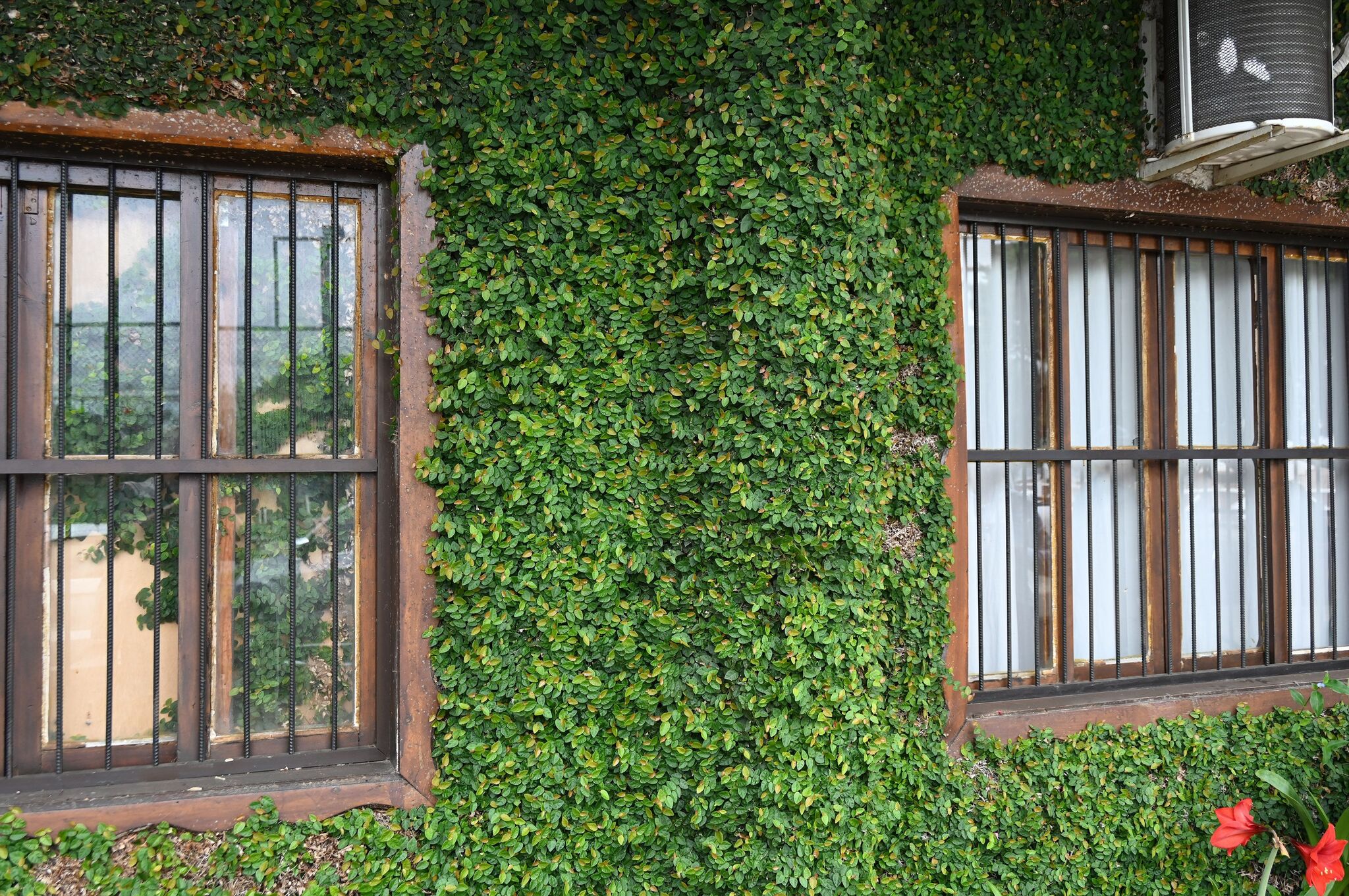 Ficus pumila