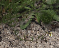 Heliophila pendula