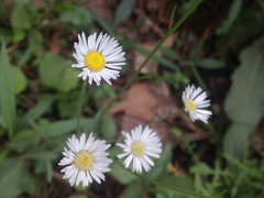 Aphanostephus skirrhobasis