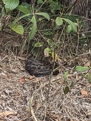 Australian Scrub Python sighting