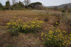 Senecio subcanescens