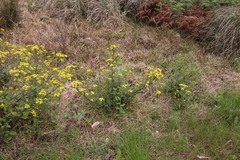 Senecio subcanescens