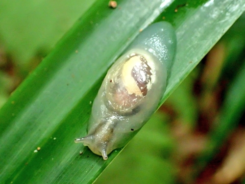Boninosuccinea ogasawarae, 2025-06-10