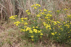 Senecio subcanescens