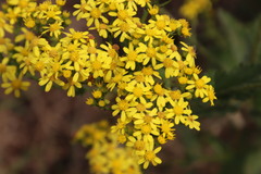 Senecio subcanescens