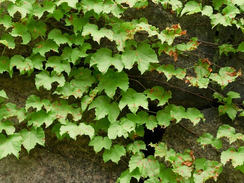 Phyllosticta ampelicida