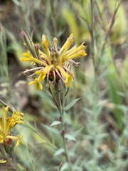 Lasiosiphon microcephalus