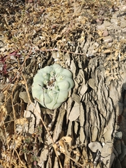 © Javan Galván, some rights reserved (CC-BY-NC)