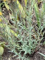 Lasiosiphon microcephalus