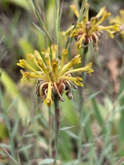 Lasiosiphon microcephalus