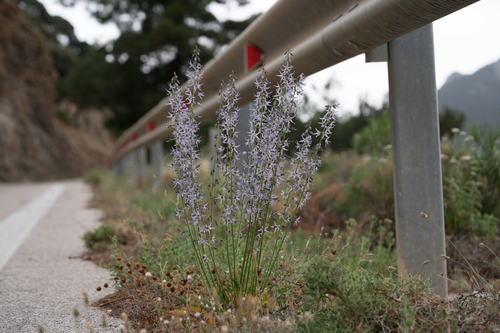 Large Harebell (Asyneuma giganteum)