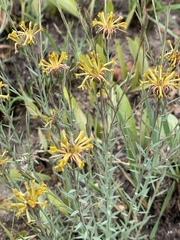 Lasiosiphon microcephalus