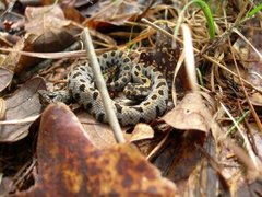 Sistrurus miliarius streckeri