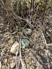 © Javan Galván, some rights reserved (CC-BY-NC)