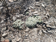 © Javan Galván, some rights reserved (CC-BY-NC)