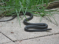 Coluber constrictor priapus