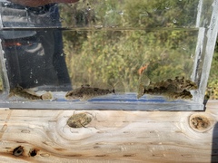 Cottus beldingii