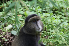 Cercopithecus mitis kandti