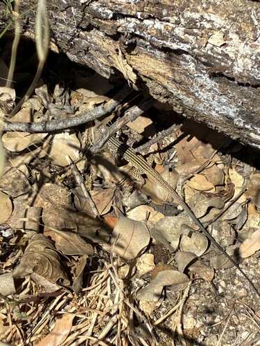 iNaturalist observation photo of Western Whiptail