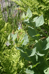 Mertensia paniculata
