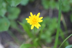 Nothocalais alpestris