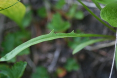 Nothocalais alpestris