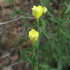 Haplophyton crooksii