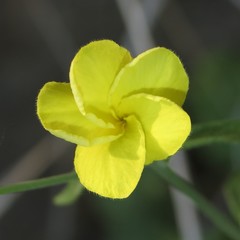 Haplophyton crooksii