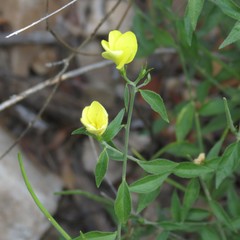 Haplophyton crooksii