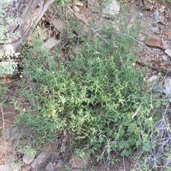 Haplophyton crooksii