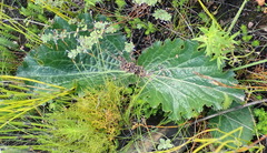 Lichtensteinia latifolia